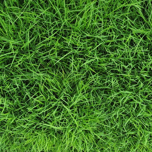 gräs