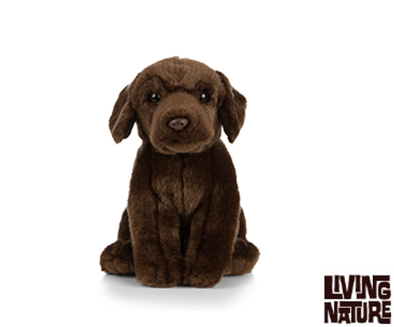 Chocolate Labrador