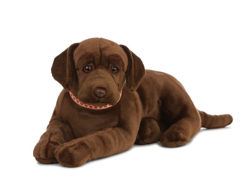 Giant Chocolate Lab