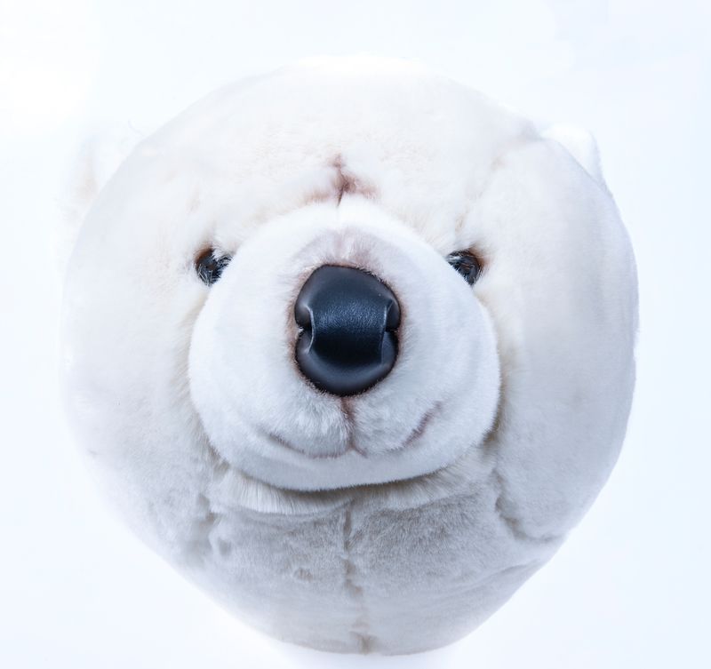 Isbjörnshuvud