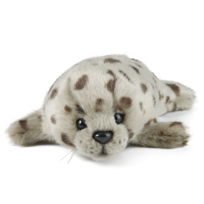 Common Seal Pup