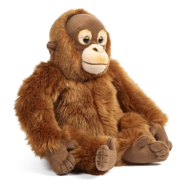 Orangutang