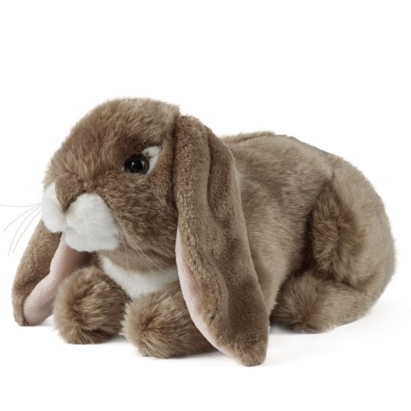 Dark Brown Lop Eared Rabbit