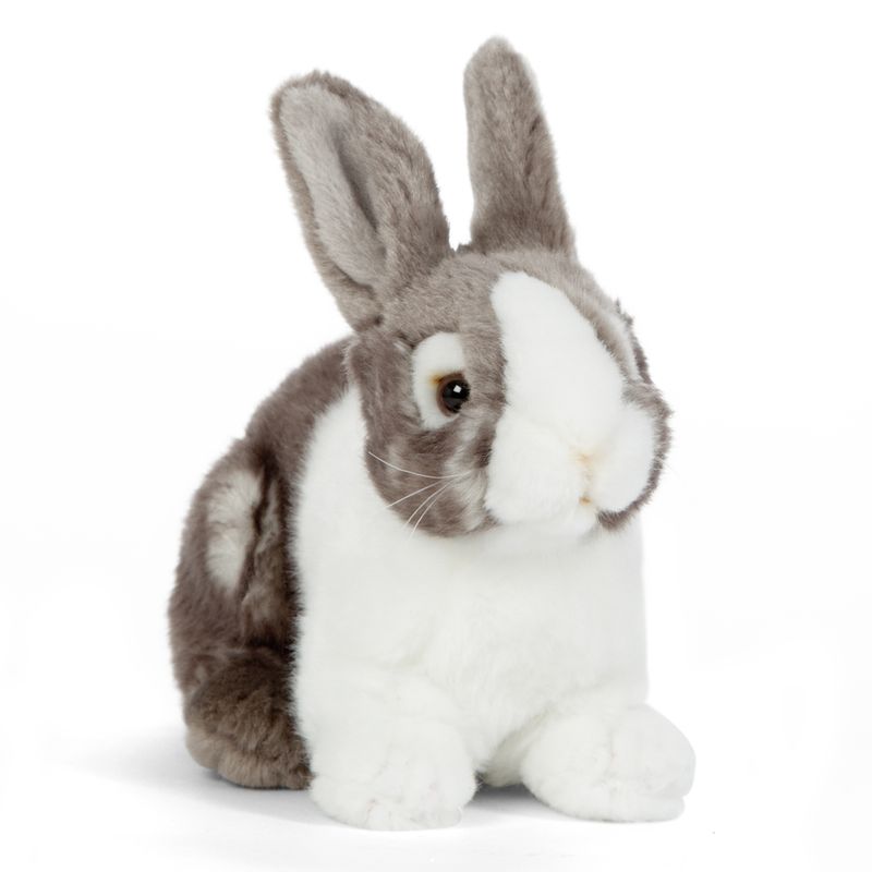 Grey Pet Rabbit