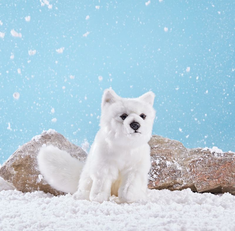 Arctic Fox