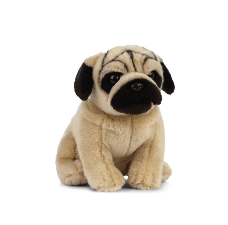 Pug