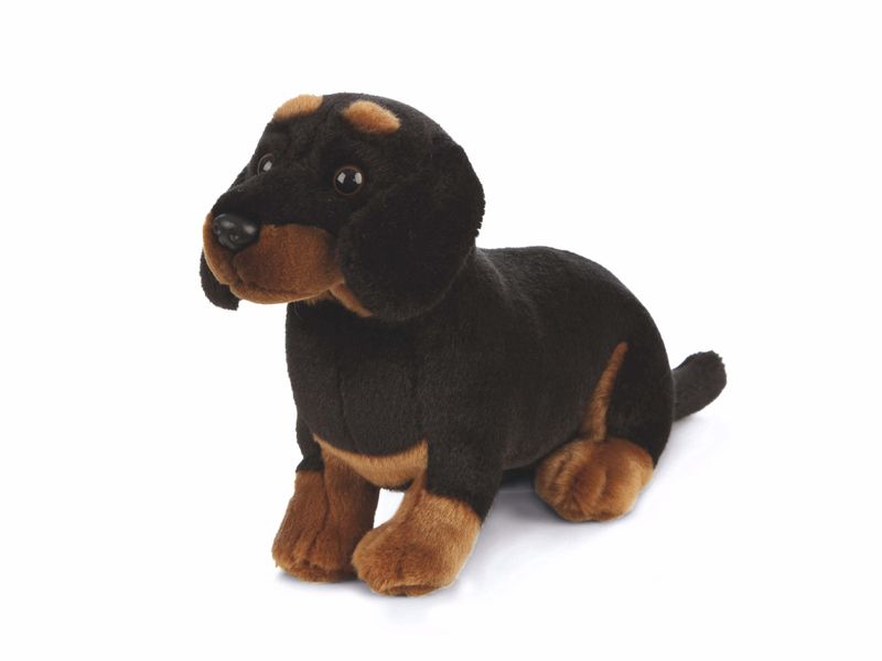 Dachshund