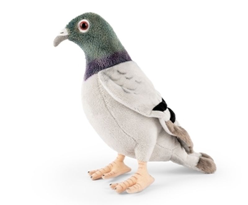 Pigeon