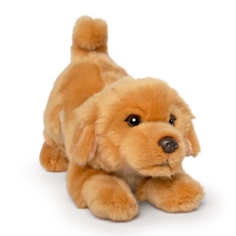 Golden retreiver Playful Pup