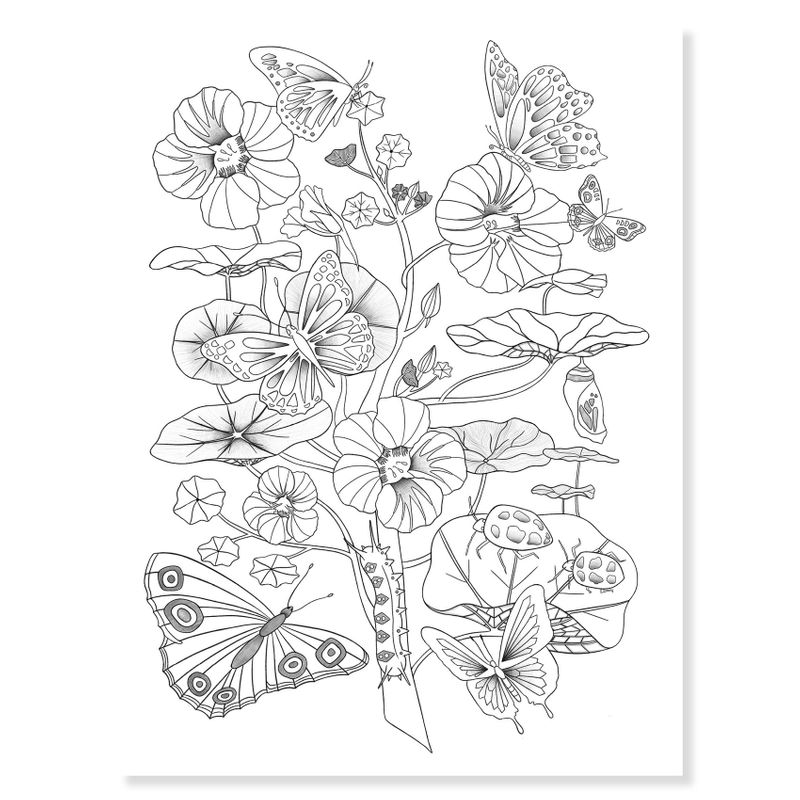 Colouring Gallery - Naturalist