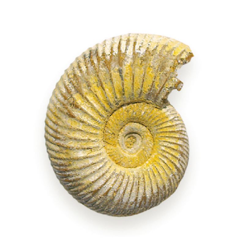 Minerals Loose Ammonite