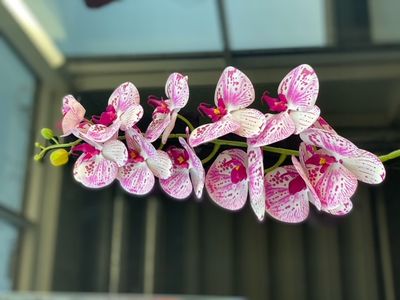 Produktbild för Orkidestängel rosa