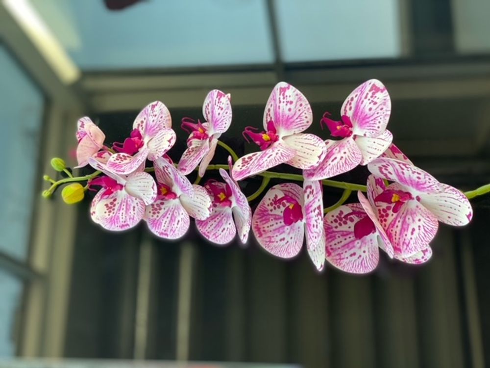 Produktbild för Orkidestängel rosa