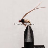 Caddisfly pupa Cream size 12