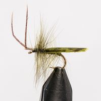Osta Sedge Horned Olive koko 12 | Fly Fishing on meidän asia | Perhokalasus asiantuntilja