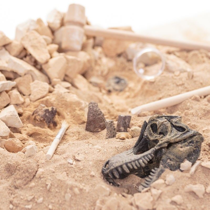 T-Rex kranium utgrävningskit