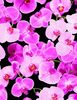 Magenta Peonie| Quilt & Lakansväv