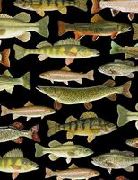 Fish - Nature  |  Quilttyger