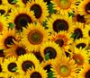 Sunflowers | Quilt & Lakansväv