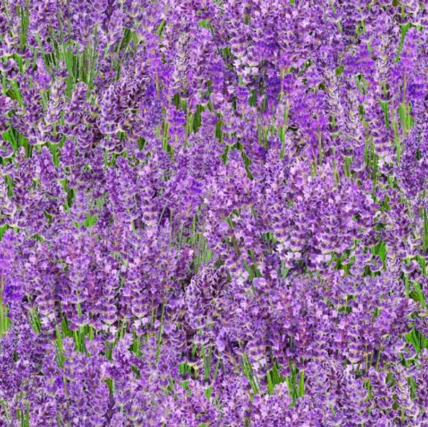 Landscape Medley - Lavender | Quilt & Lakansväv