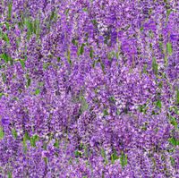 Landscape Medley - Lavender | Quilt & Lakansväv
