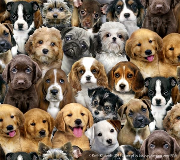Adorable Pets - dogs | Quilt & Lakansväv