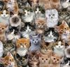 Adorable Pets - cats | Quilt & Lakansväv