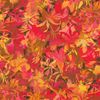 Artful Blooms - Camellia | Quilttyger