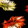 Autumn Bouquet scarlet
